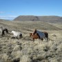 Аргентинские просторы