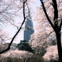Сакура в Shijuku