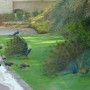 эти птички охраняют дворец шейха