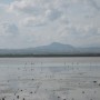 Фламинго на соленом озере (возле аэропорта)