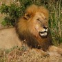 Lion King